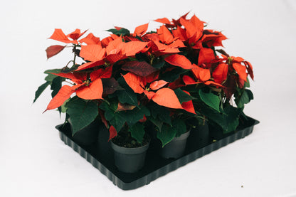 Black flower box 600 x 400 mm